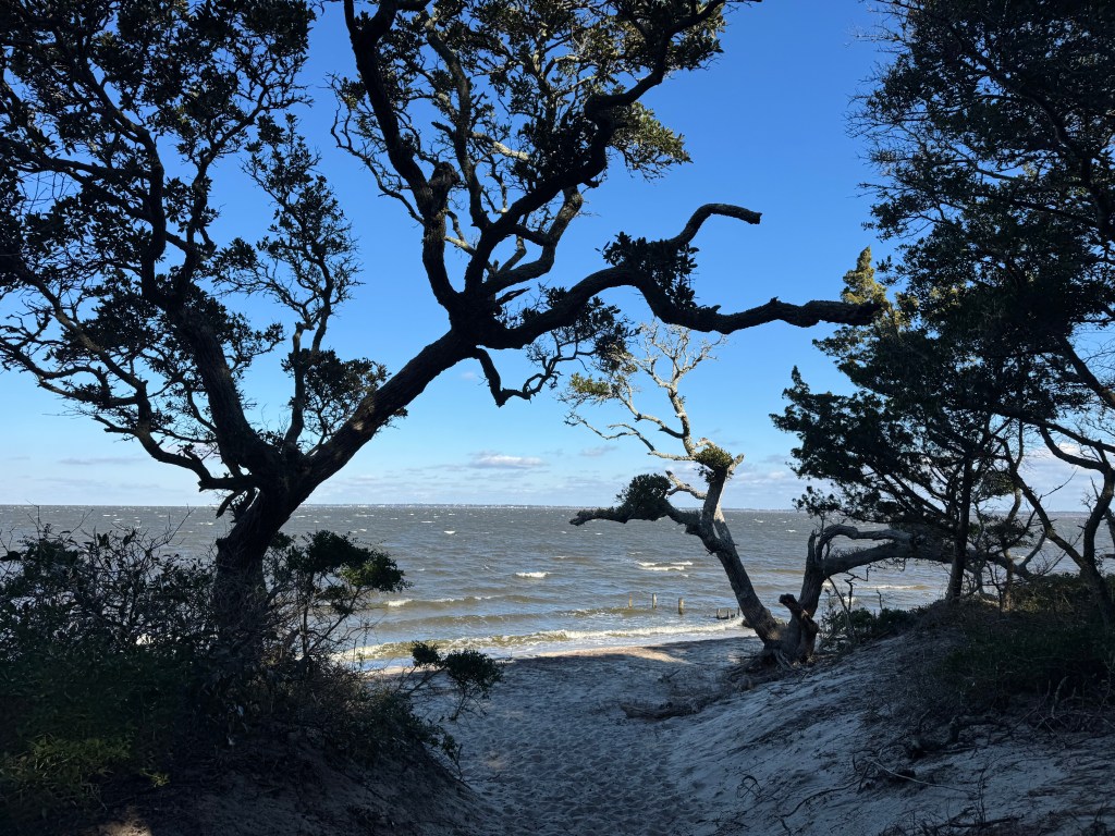 Looking through evergreen trees at Albemarle Sound 
